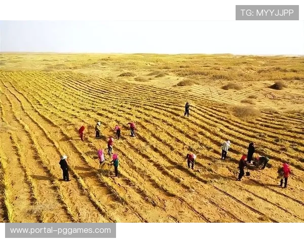 新疆沙漠水稻丰收,农业技术创新取得显著成效 新疆沙漠水稻丰收,农业技术创新取得显著成效